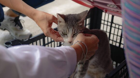 Llevan esterilización gratuita a la colonia Francisco Solís en Mazatlán