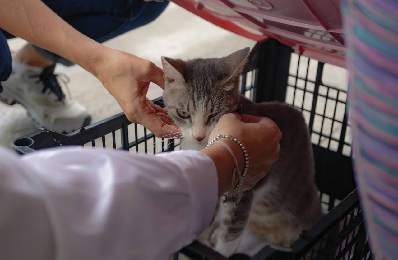 Llevan esterilización gratuita a la colonia Francisco Solís en Mazatlán