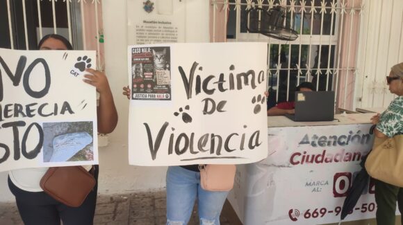 En Mazatlán, Sinaloa solo existe un establecimiento con registro para cremación de mascotas: Ecología ante caso de gatita ‘Bolitocha’