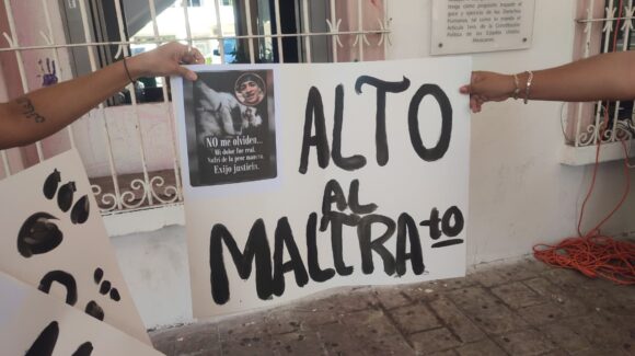 Gatita sería cremada y encontraron su cuerpo abandonado en Mazatlán, Sinaloa; exigen justicia y atención del gobierno