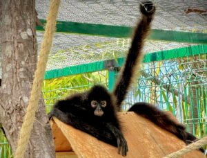 Gran Acuario Mazatlán destina hábitat para mono araña rescatado