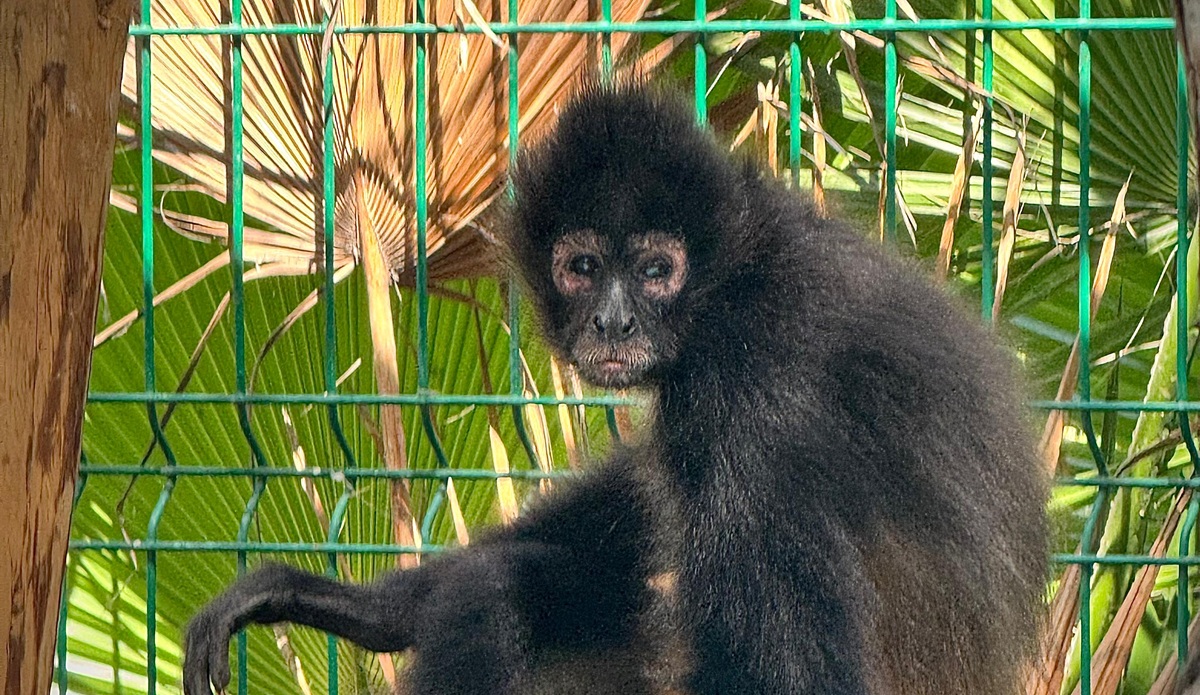 Gran Acuario Mazatlán destina hábitat para mono araña rescatado