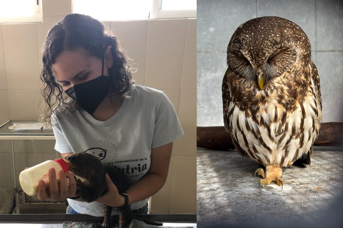 Rescate de fauna silvestre atendidos en Hospital de Fauna