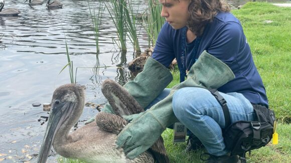 Mil animales salvados en Mazatlán, Sinaloa con la alianza entre Gran Acuario, CIO y autoridades