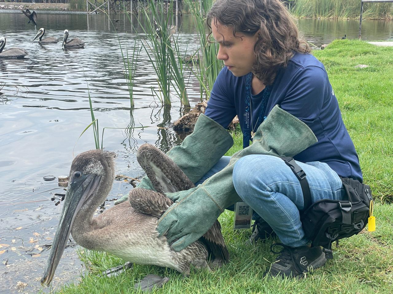 Rescate de fauna silvestre atendidos en Hospital de Fauna
