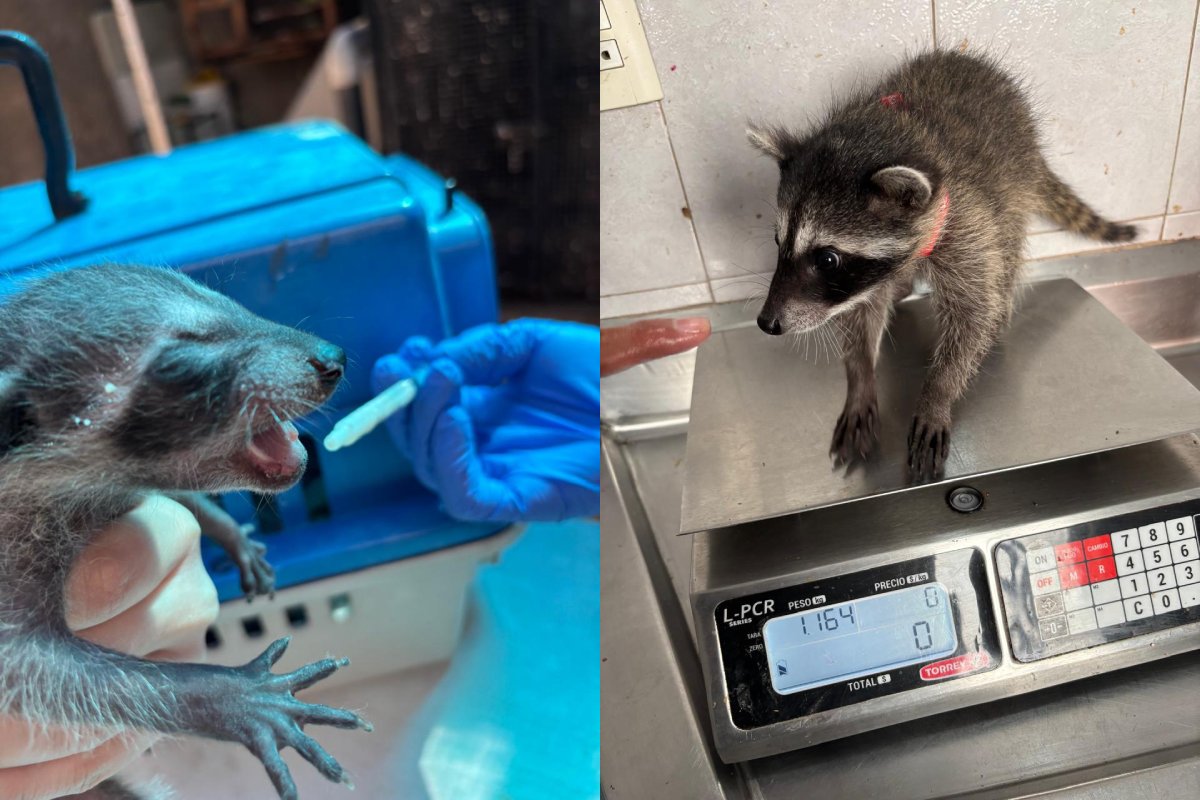 Rescate de fauna silvestre atendidos en Hospital de Fauna