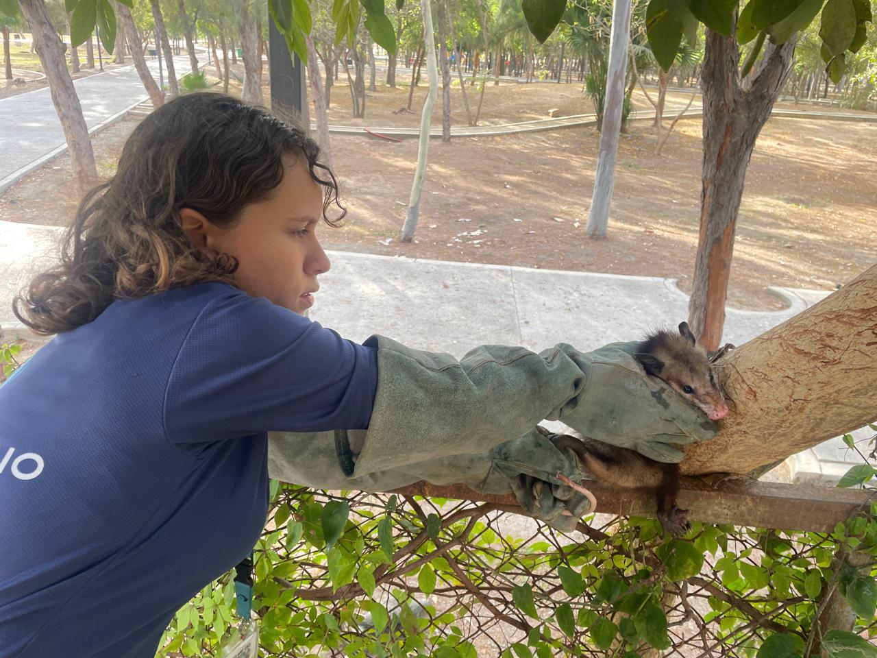Rescate de fauna silvestre atendidos en Hospital de Fauna