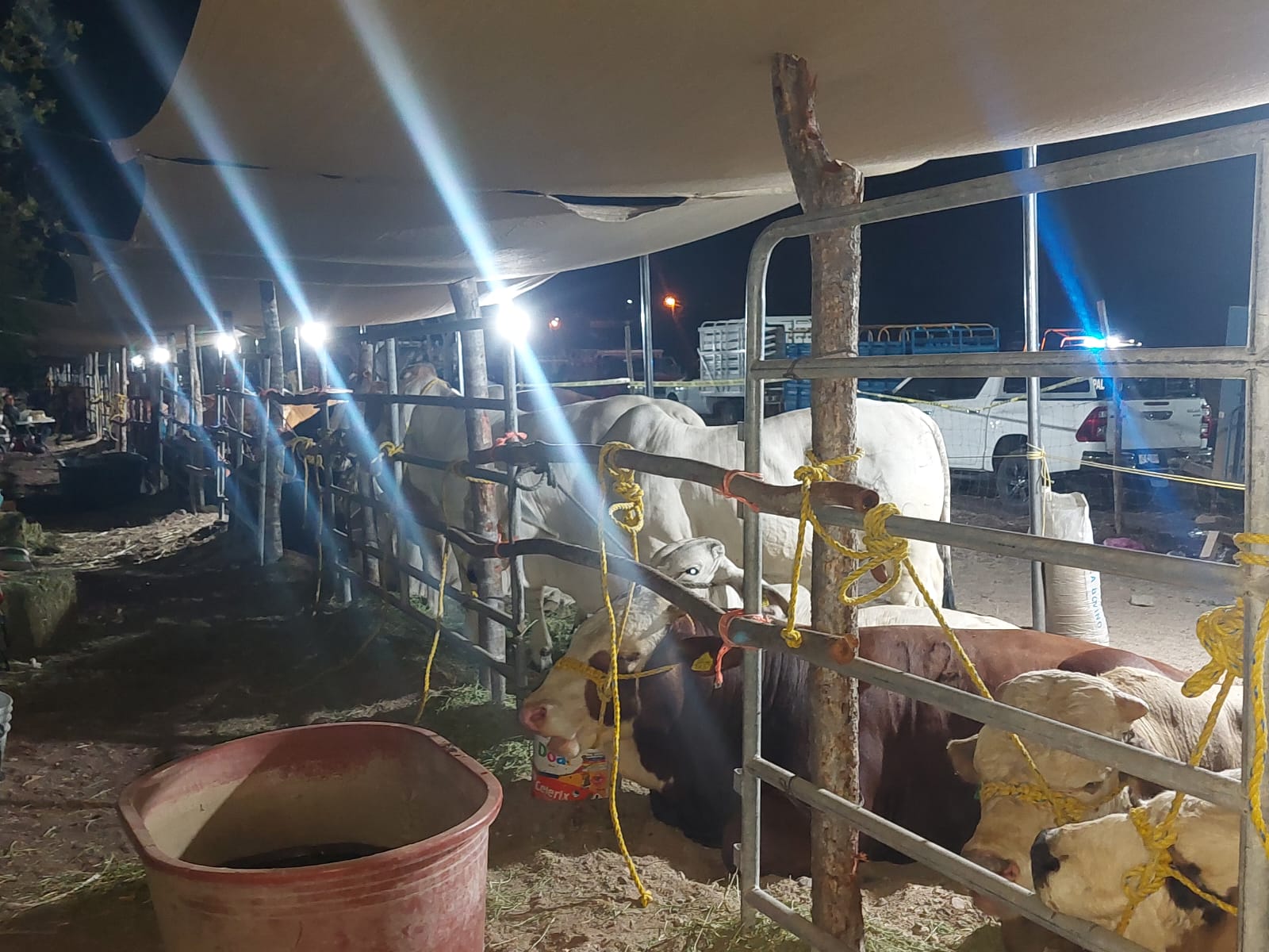 Inicia la Expo Feria Ganadera Guamúchil 2026