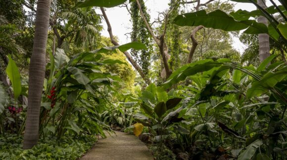 Islas verdes contra el calor: jardines botánicos emergen como aliados ante el cambio climático