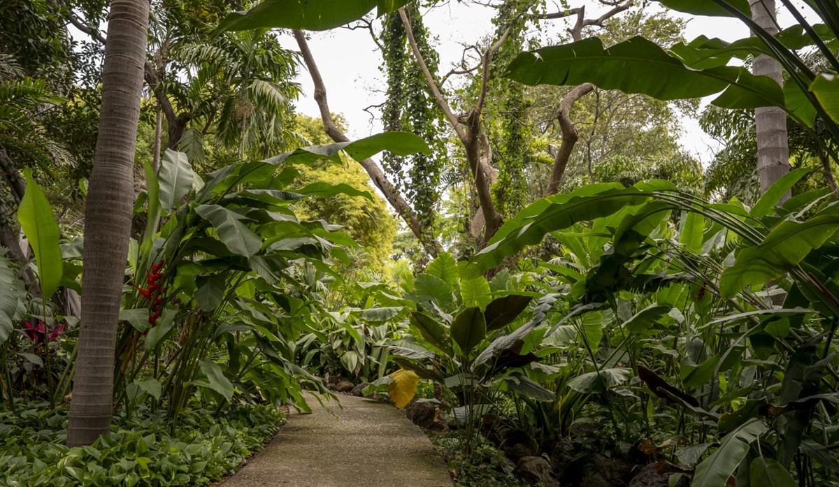 Jardín Botánico de Culiacán
