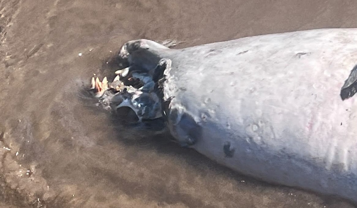 Lobo marino sin vida en El Maviri, Ahome