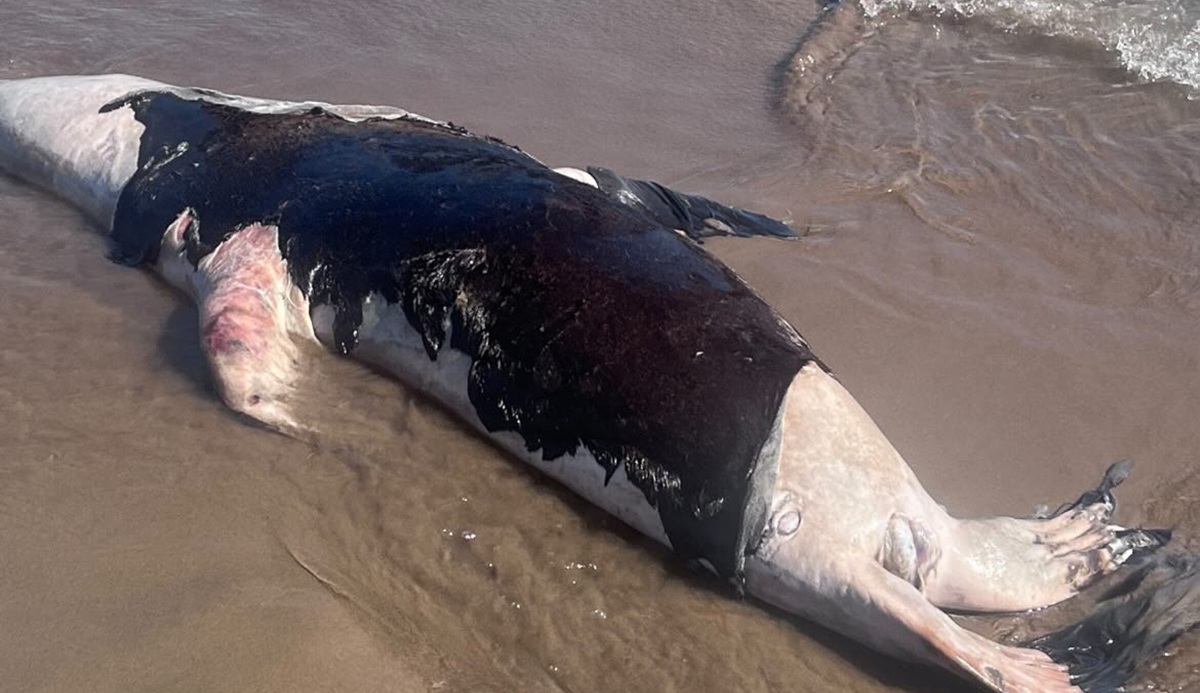 Lobo marino sin vida en El Maviri, Ahome