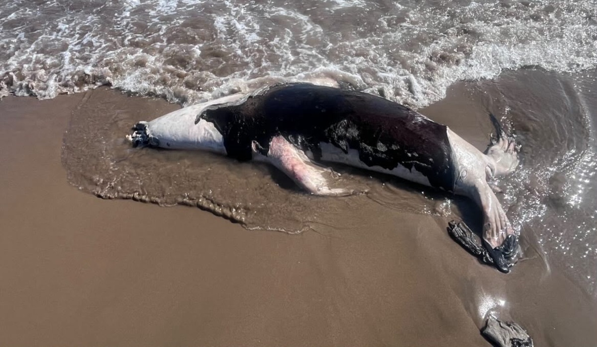 Lobo marino sin vida en El Maviri, Ahome