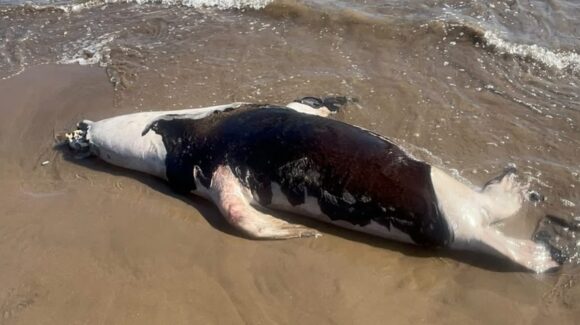 Hallan lobo marino sin vida en playas de El Maviri, Sinaloa; denuncian abandono de autoridades