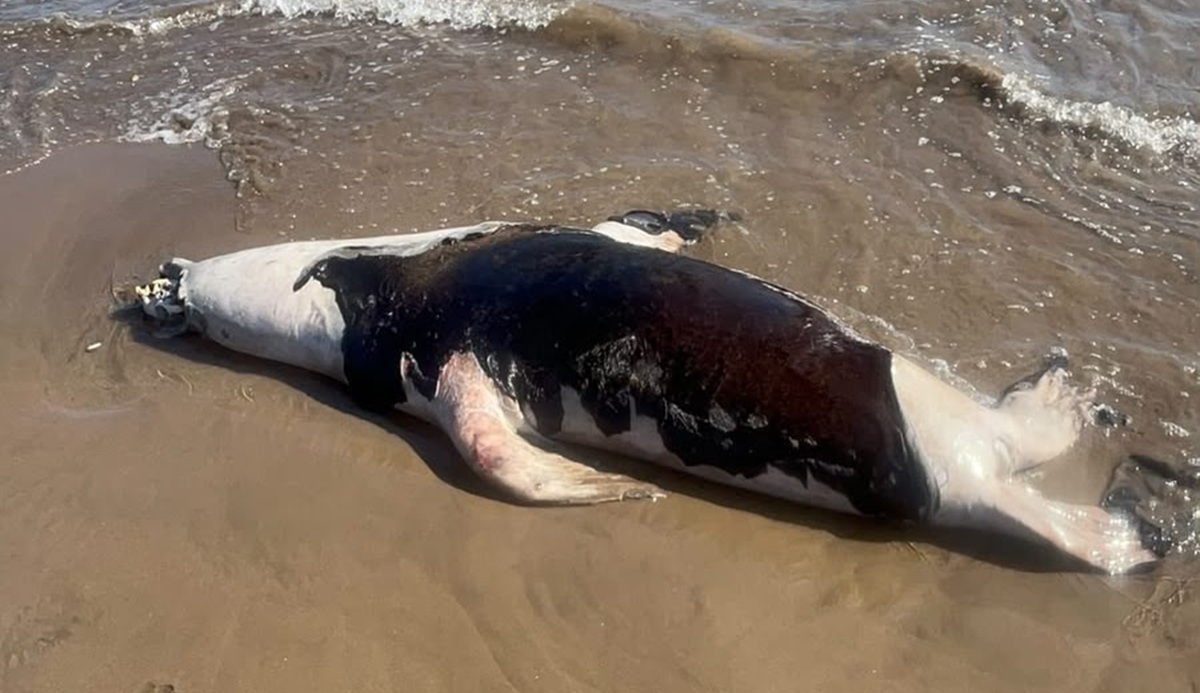 Lobo marino sin vida en El Maviri, Ahome