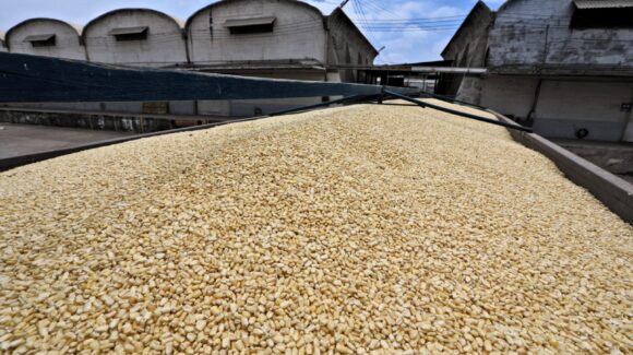 Maiceros de Sinaloa pronto tendrán su pago, una vez que bodegas suban la información: Sader