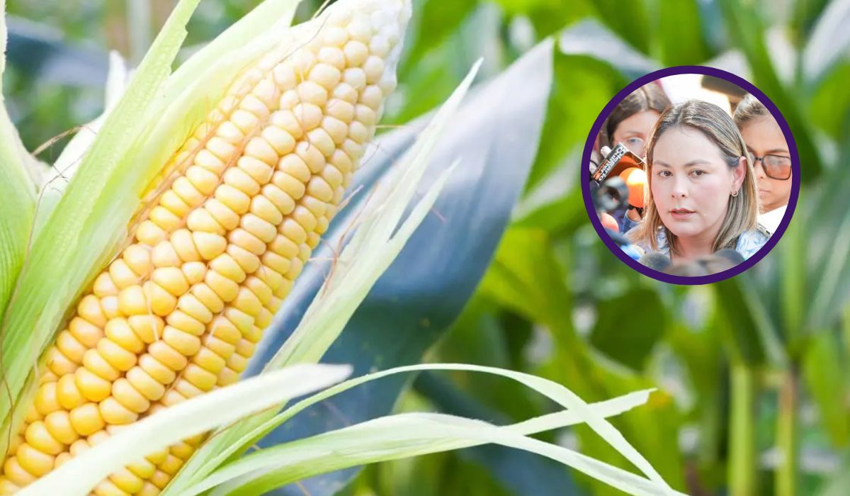 “Que estén tranquilos, los vamos a seguir apoyando”: Gobernadora Yeraldine Bonilla a productores agrícolas de Sinaloa