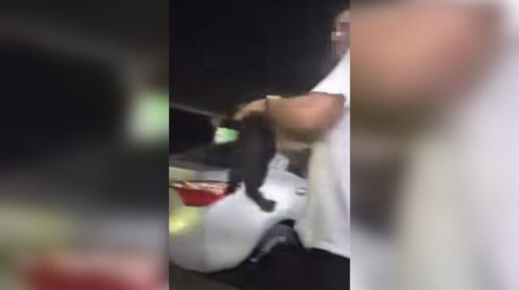 Condenan caso de maltrato animal en Mazatlán y piden reforzar denuncias ciudadanas: regidora