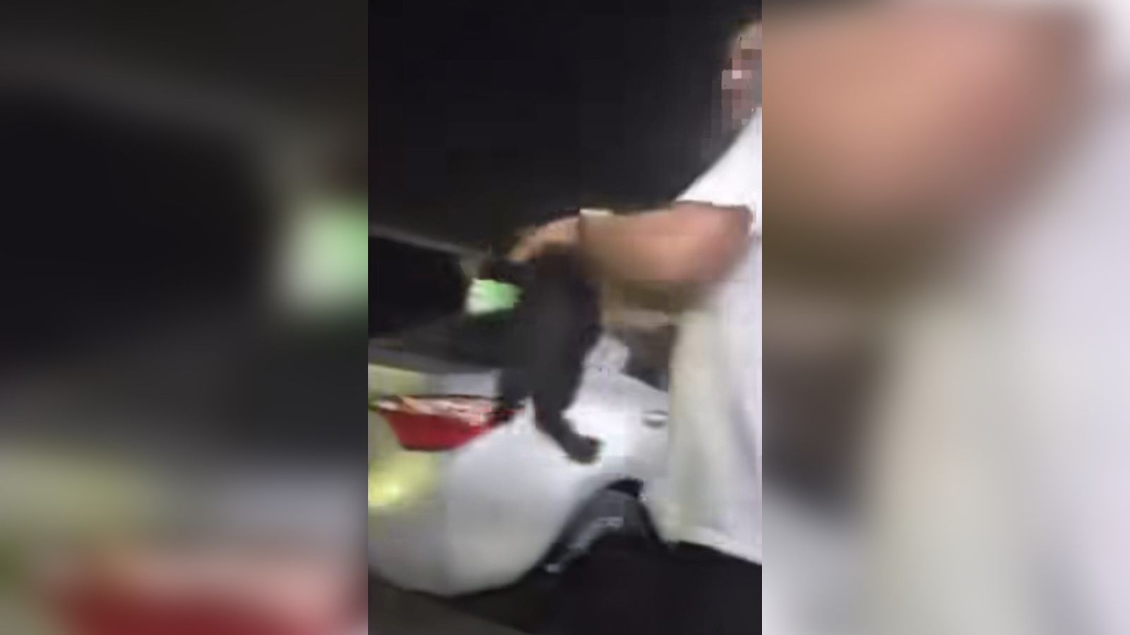 Condenan caso de maltrato animal en Mazatlán y piden reforzar denuncias ciudadanas: regidora
