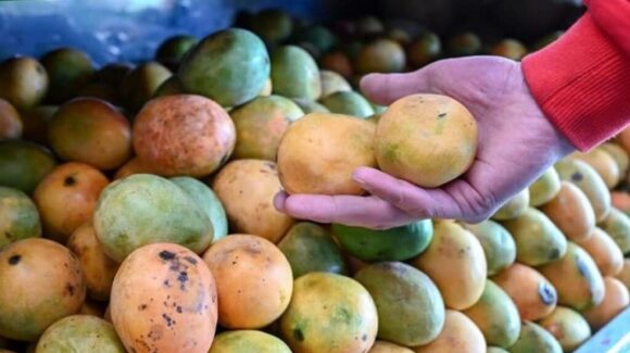 Hay huertos completos sin mangos en Ahome, Sinaloa; productores buscarán rescatar algunos para cubrir el mercado