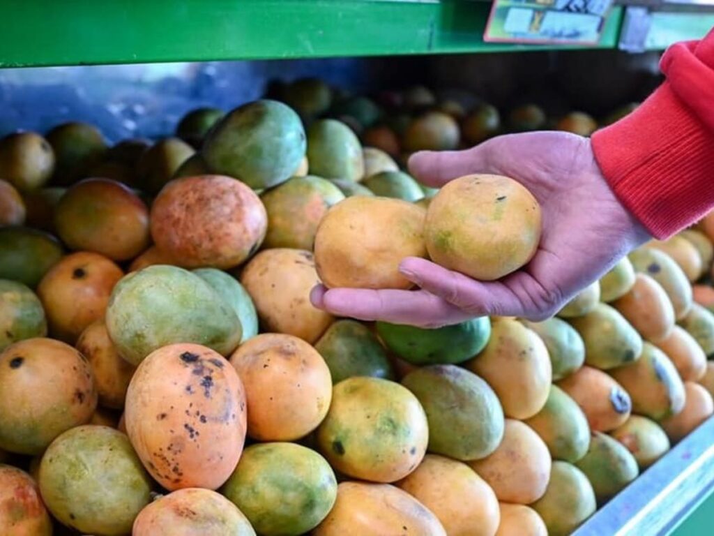 Mango