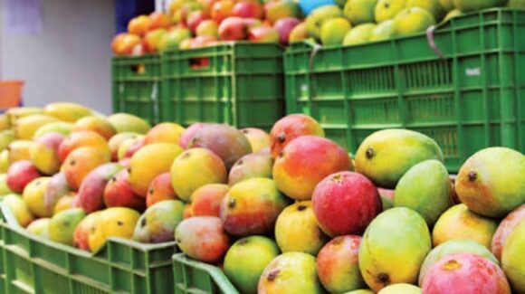 ¡Ni para el robo hormiga! Poca producción de mango y bajos precios tienen en la lona a productores en Escuinapa, Sinaloa