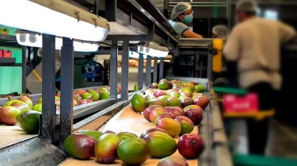 Entra Sinaloa en la temporada de mango oficialmente, pero con dilemas ante el poco producto de este 2026
