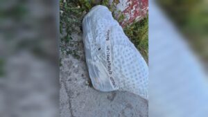 matrato animal en mazatlan sinaloa