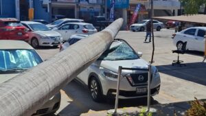 palmera cae a camioneta en mazatlan