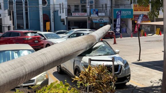 Palmera cae sobre camioneta en la Unidad Administrativa de Mazatlán, Sinaloa y provoca daños materiales