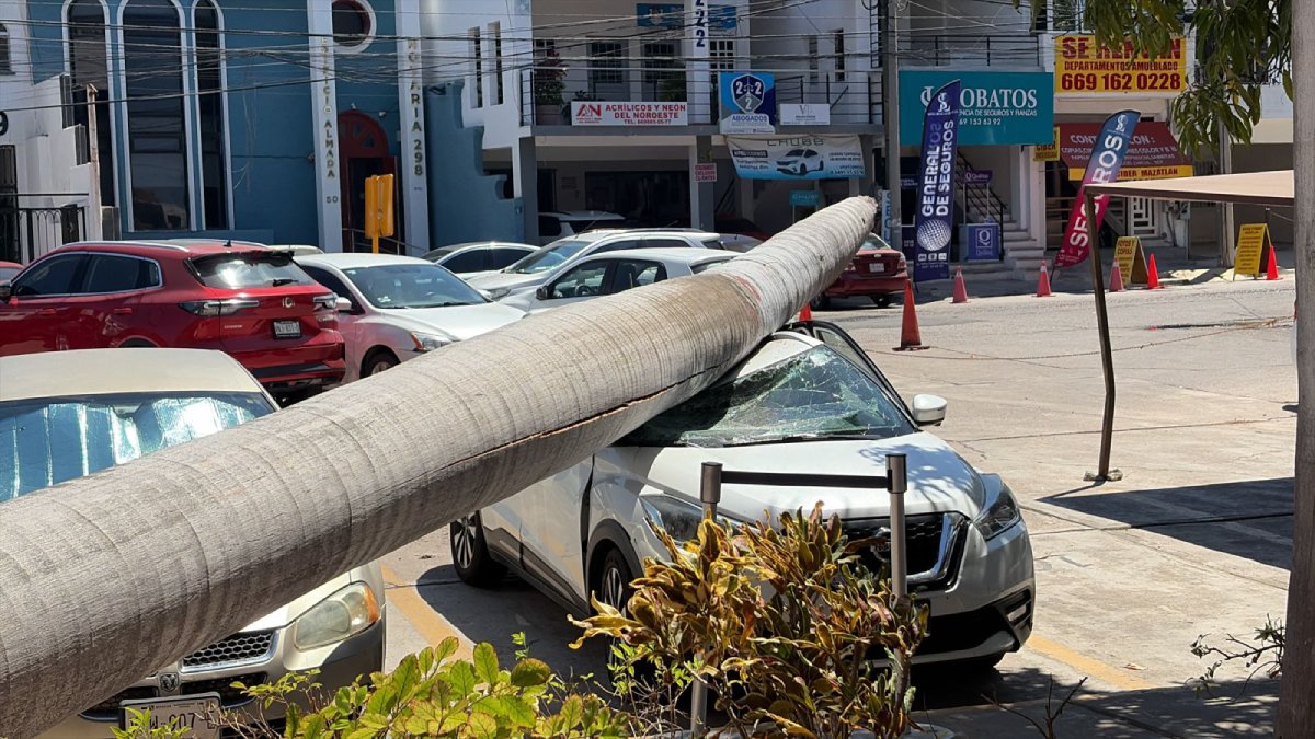 palmera cae a camioneta en mazatlan lugar
