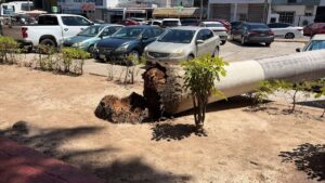 palmera cae a camioneta en mazatlan sin