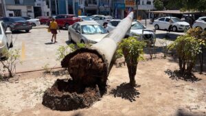 palmera cae a camioneta en mazatlan sinaloa