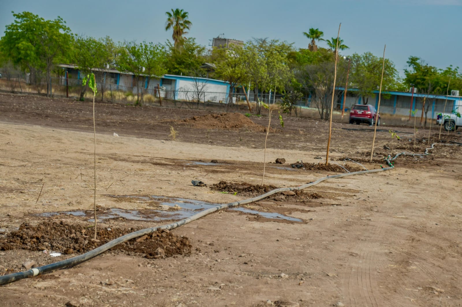 Plantan árboles en proyecto del Jardín Botánico, en Guamúchil