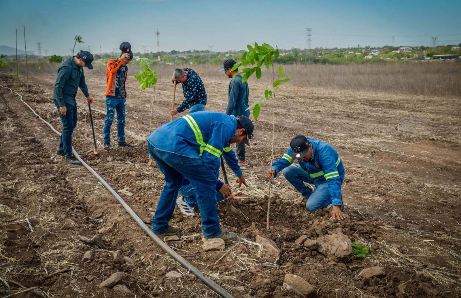 Plantan árboles en proyecto del Jardín Botánico, en Guamúchil