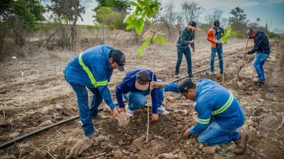 Reanudan trabajos del Jardín Botánico de Guamúchil, Sinaloa, con plantación de árboles perimetrales