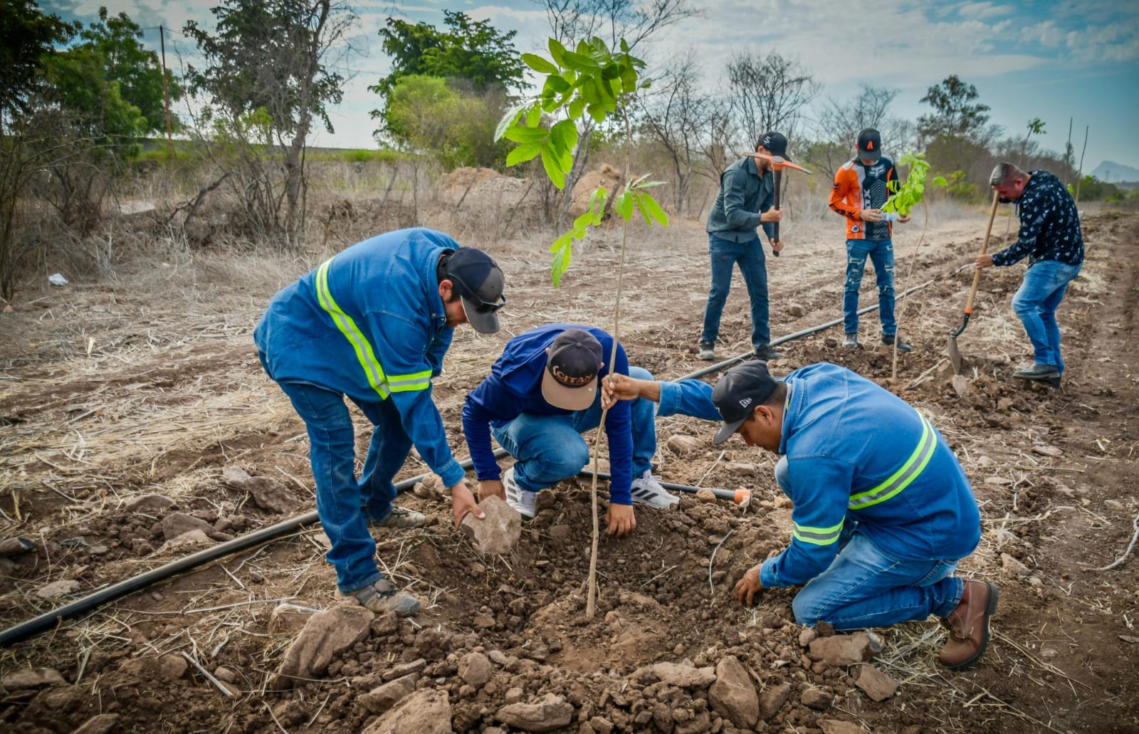 Plantan árboles en proyecto del Jardín Botánico, en Guamúchil