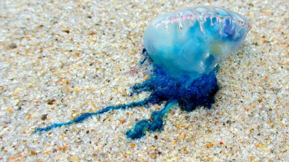 ¿Plan de playa este fin en Mazatlán, Sinaloa? Refuerzan vigilancia por presencia de quemadores en la zona costera