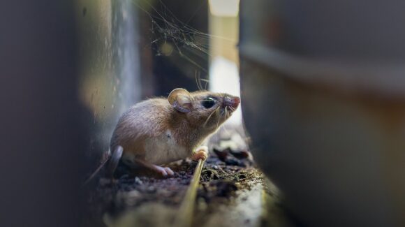 Secretaría de Salud activa sistema de vigilancia epidemiológica ante el Hantavirus: Kershenobich