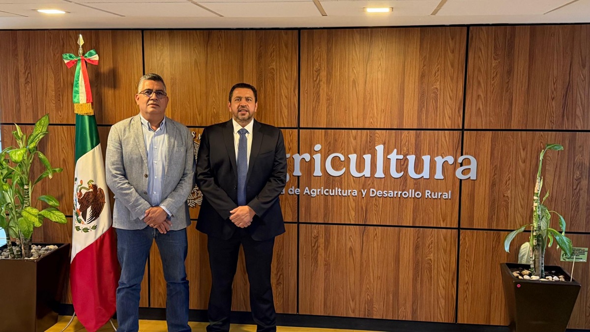 Sader libera pago a productores de maíz en Sinaloa
