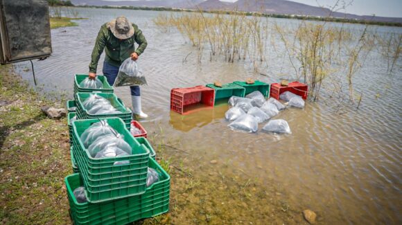 Ayuntamiento de Culiacán fortalece la pesca con el Programa de Repoblamiento de Alevines en Embalses de Agua Dulce