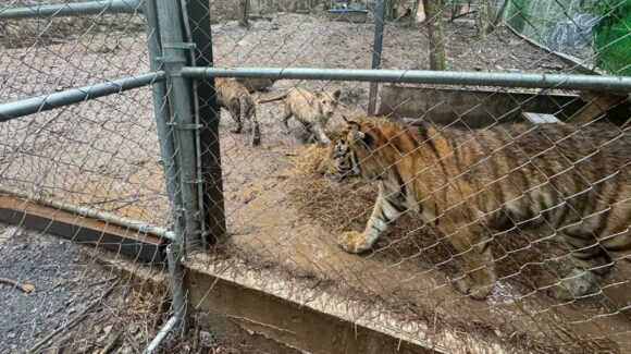 Vinculado al Cártel del Noroeste, detienen a hombre en posesión de 7 tigres, en Nuevo Léon