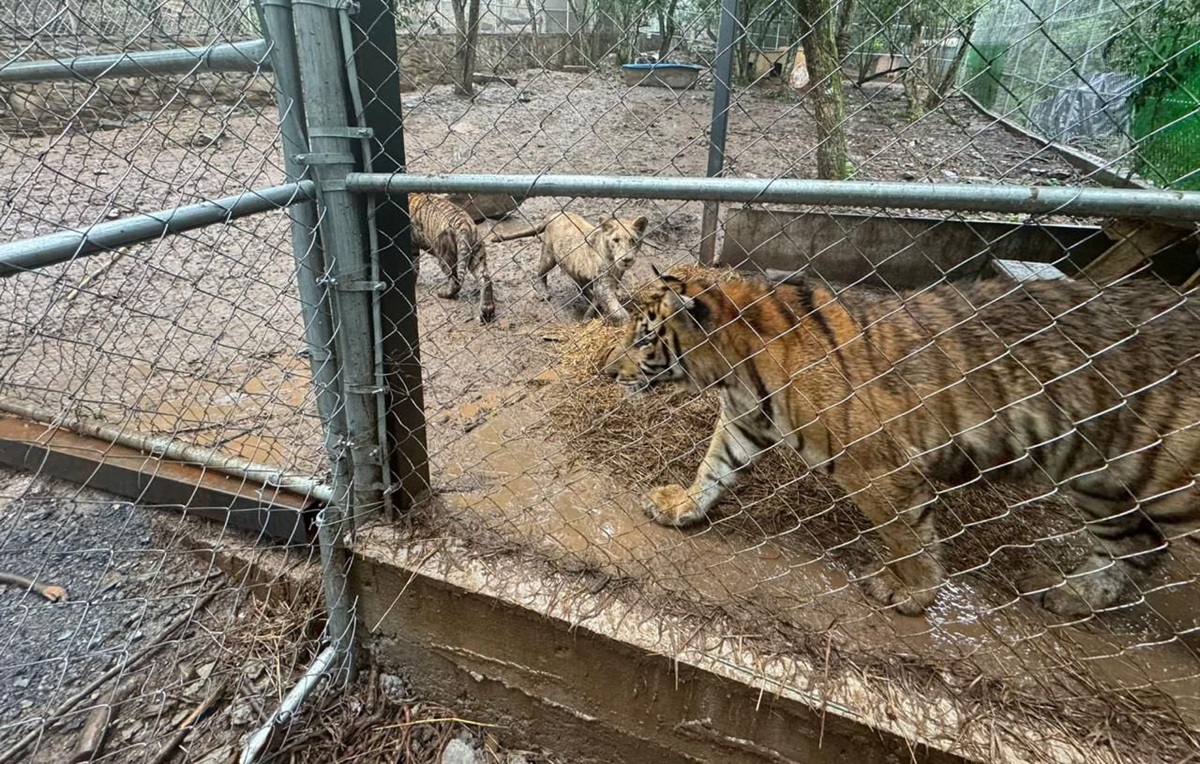 Tigres resguardados en Nuevo León