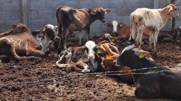 Se preparan en Elota, Sinaloa, para cuidar la producción ganadera ante el periodo crítico de estiaje