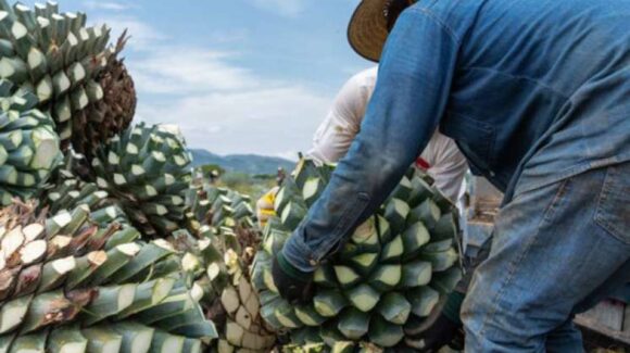 Ruta del Tequila: Jalisco apuesta por atraer millones de turistas con el Mundial