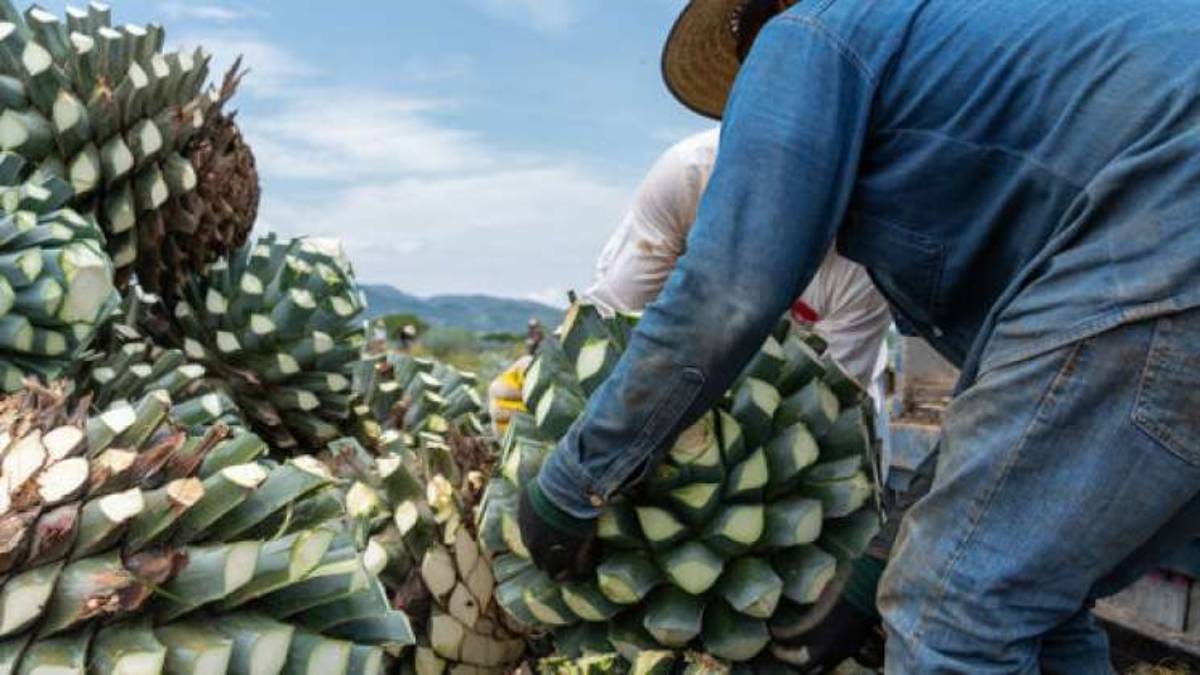 En Jalisco firman convenio para fortalecer la Ruta del Tequila rumbo al Mundial 2026