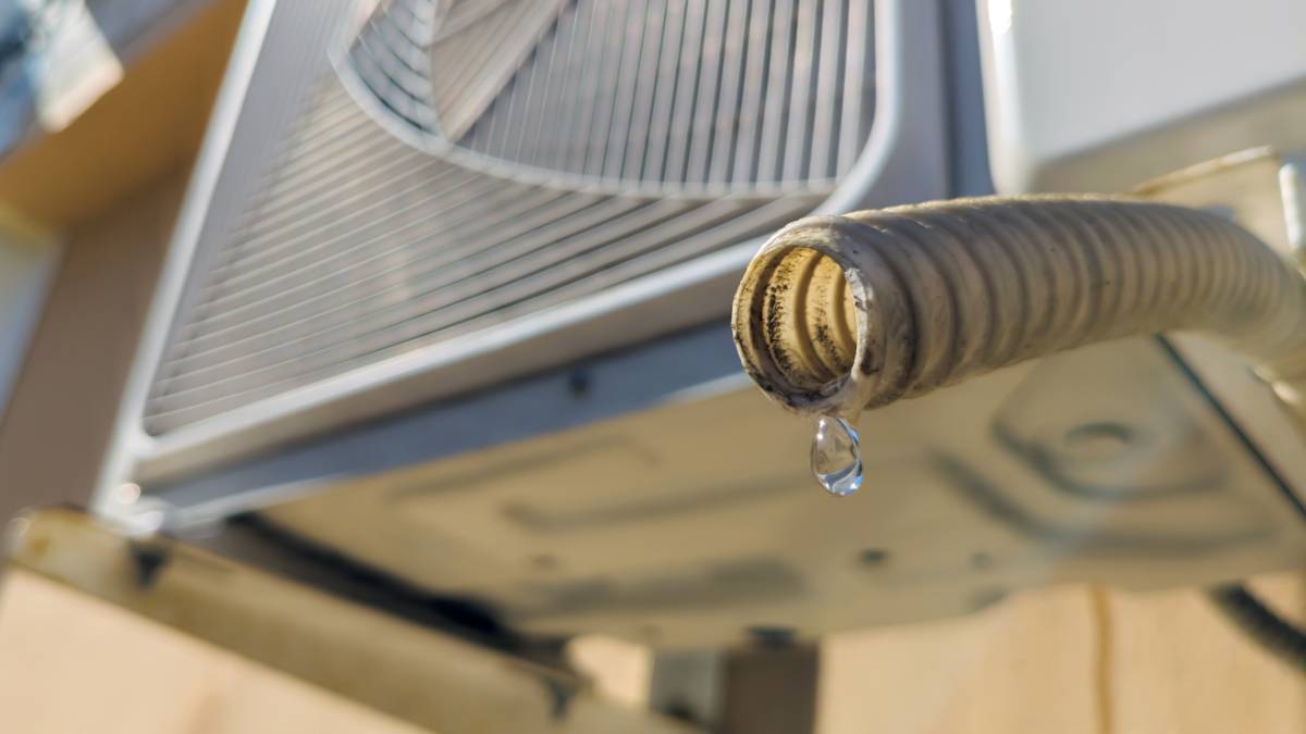 Regar tus plantas con agua del aire acondicionado: cómo hacerlo y por qué puede ser útil