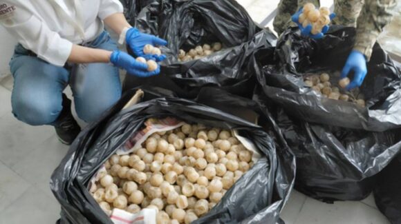 Incautan más de 11 mil huevos de tortuga golfina en Colima; hay un detenido