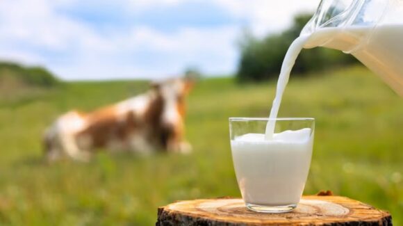 ¿Leche entera o deslactosada? Harvard revela cuál es la mejor opción para ti