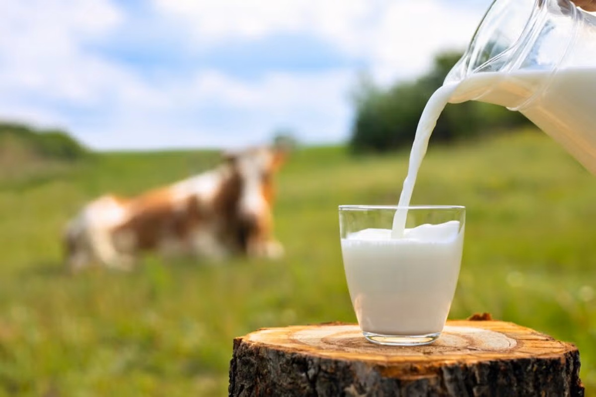 Leche Entera o Deslactosada